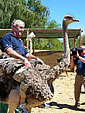 Riding an ostrich - one of the 80 ways!